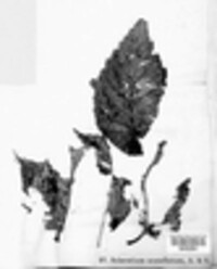 Typhula phacorrhiza image